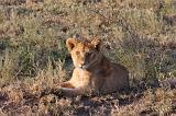 TANZANIA - Serengeti National Park - Leoni Lions - 37